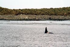 Orca (24 von 59).jpg
